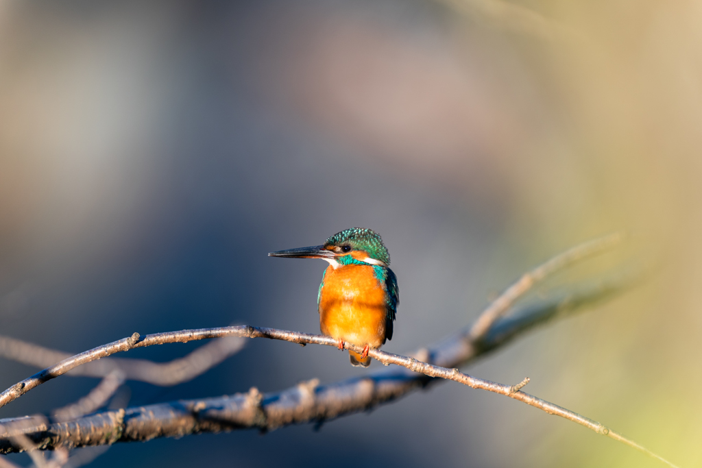 SEL40028GM 試し撮り⑤