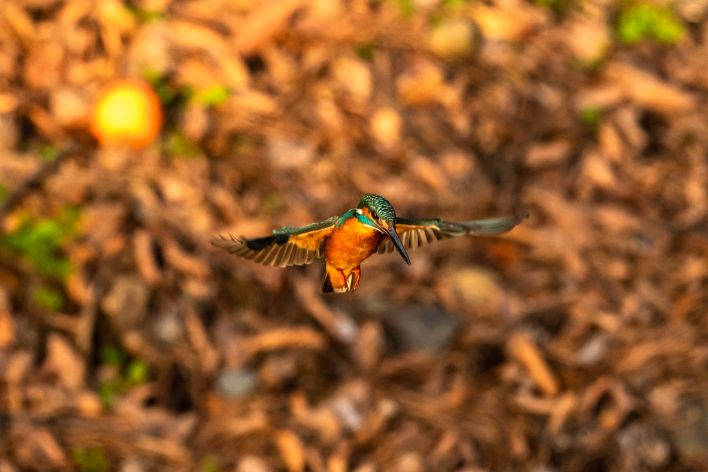 太陽(みかん)を背に