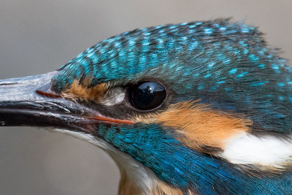 eye 2