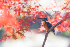 紅葉でごっくん！