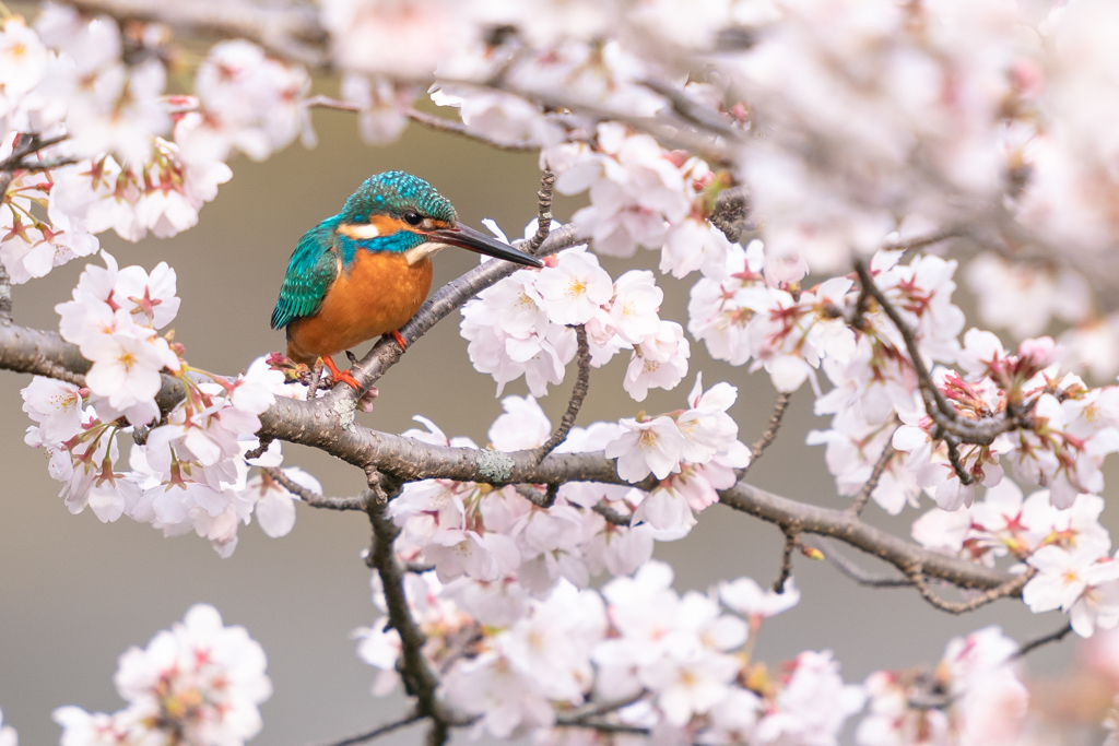 春に包まれて