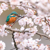 春に包まれて