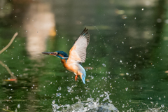 DIVE 6