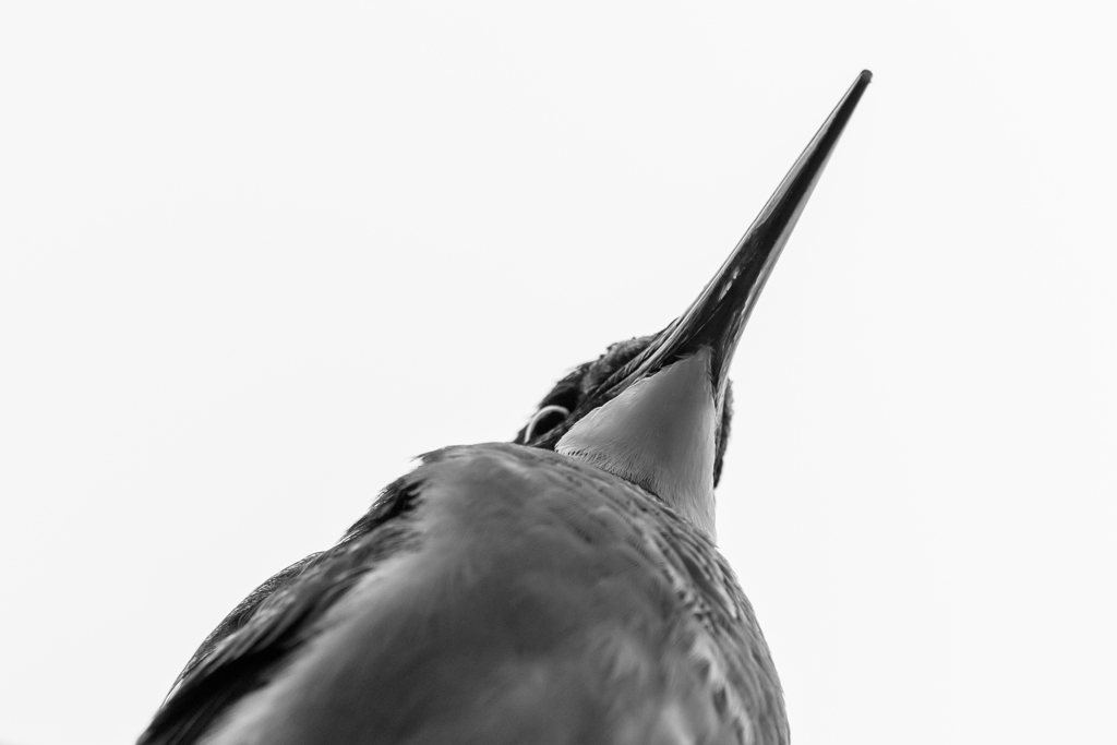 カワセミタワー
