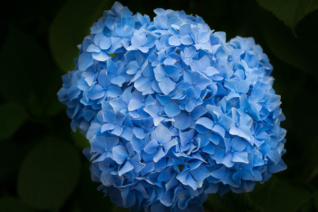 蒼