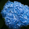 蒼