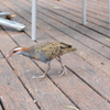 餌はどこ?