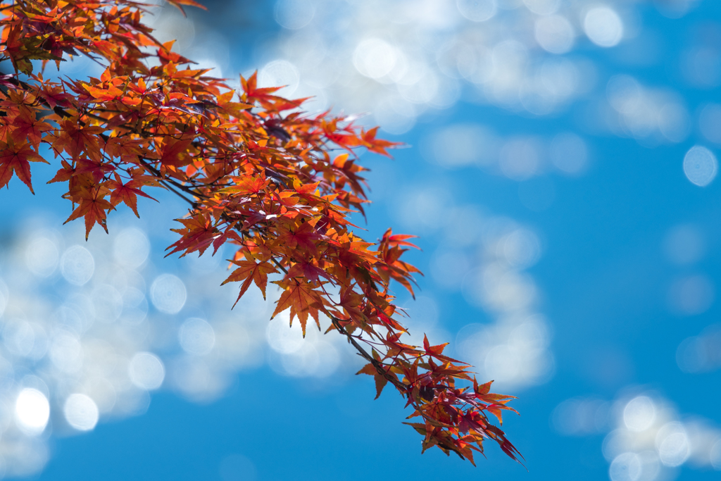 青天の紅
