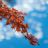 青天の紅