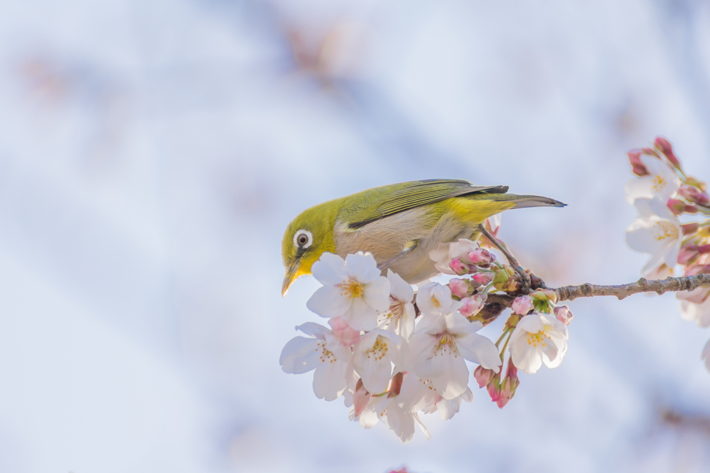 春の使者