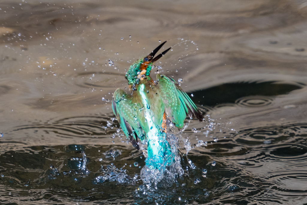 だいぶ　DIVE! 4