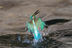 だいぶ　DIVE! 4