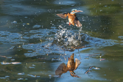DIVE 2