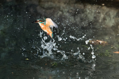 DIVE 1
