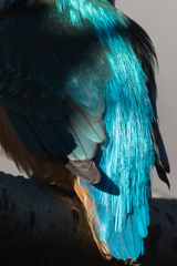 カワセミブルー
