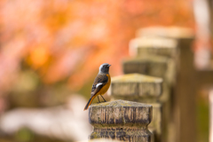 紅葉のおジョウさん2
