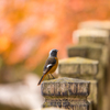 紅葉のおジョウさん2