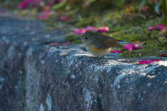 ルリビタキさん