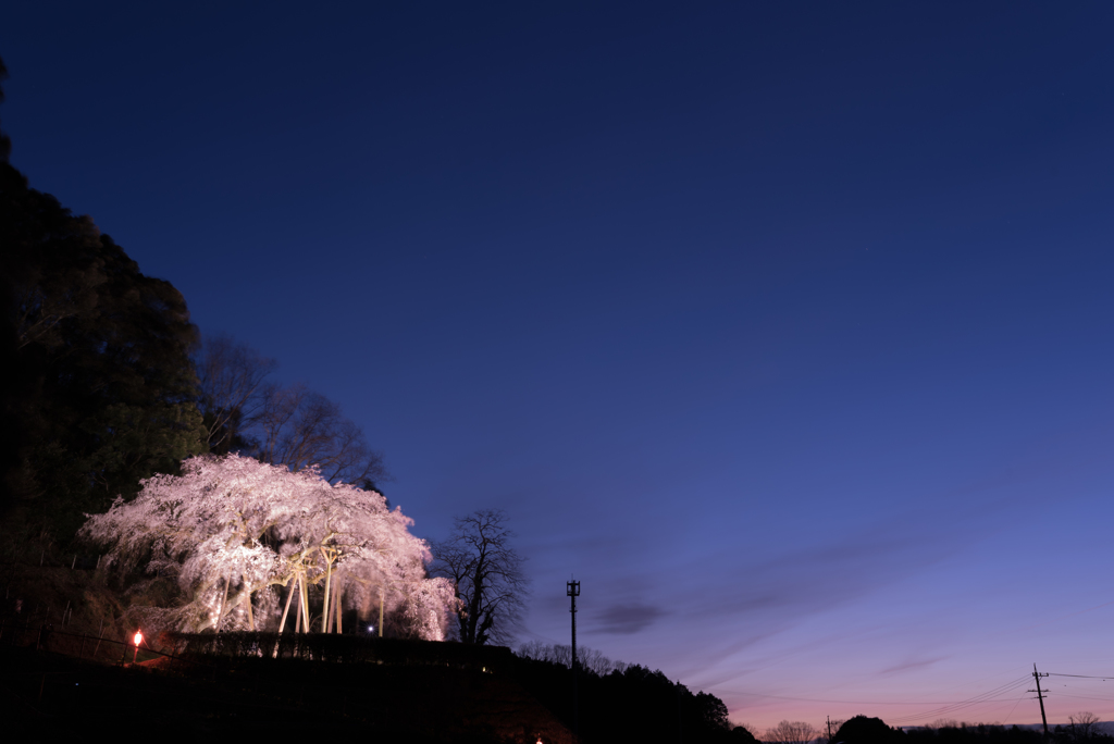 奥山田のしだれ桜2016-2