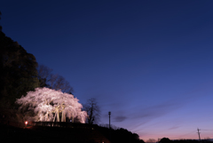 奥山田のしだれ桜2016-2