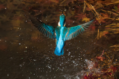 FLYING BLUE