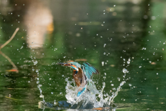 DIVE 5
