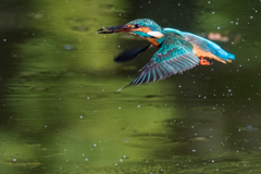 Fly!
