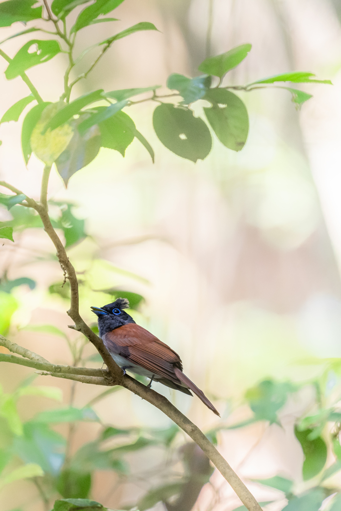 α1 サンコウチョウ