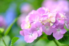 紫陽花
