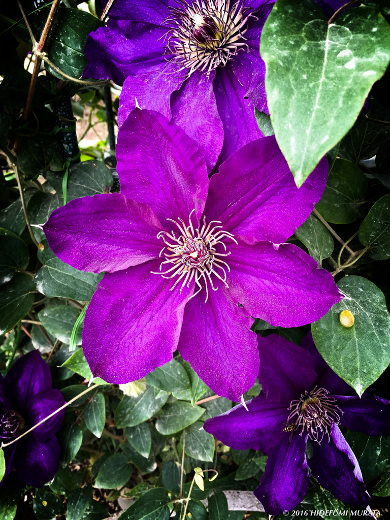 Violet