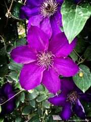 Violet