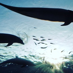 sea