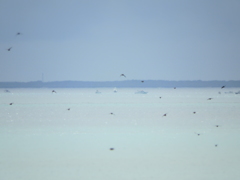 空色の海