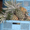 パイナップル