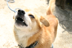 ワウ～