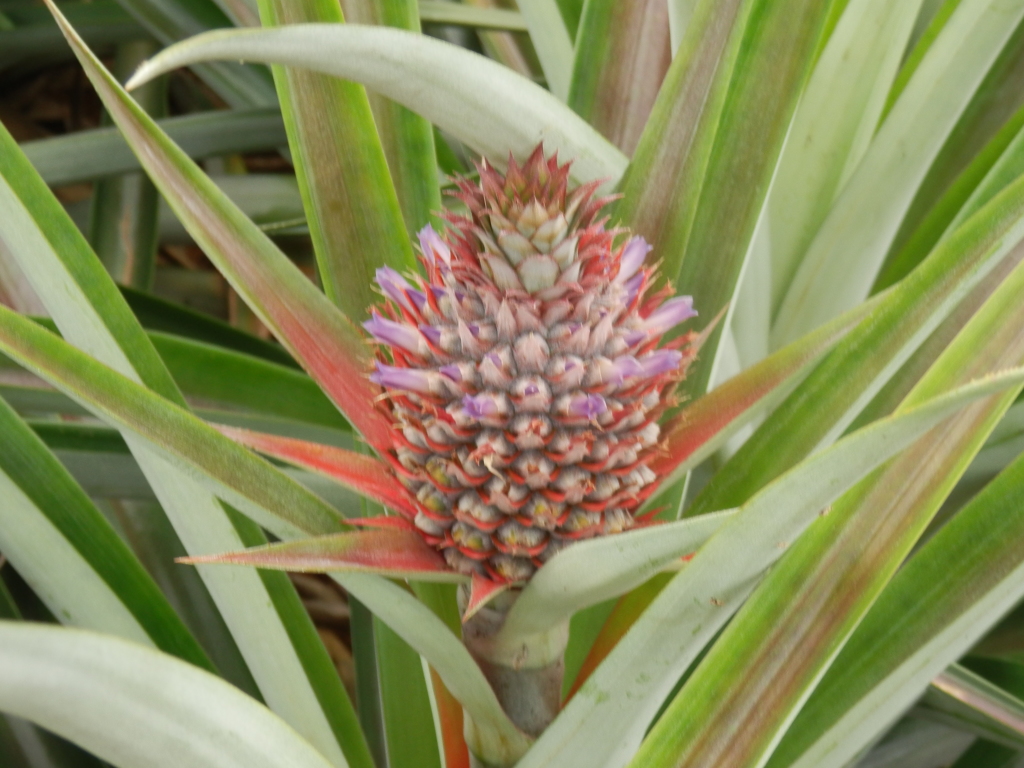 小さなパイナップルの実