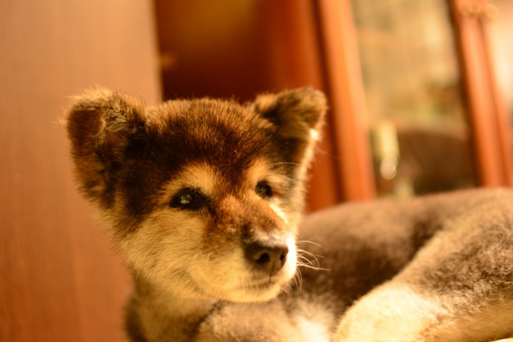 愛犬