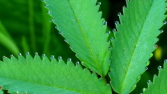 Leaves On Glass Beads