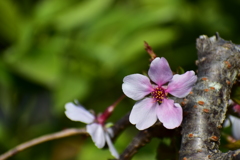 北の桜、待ちきれず