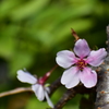 北の桜、待ちきれず