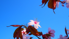 ２０１７の桜　（晴れの日編）