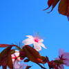 ２０１７の桜　（晴れの日編）