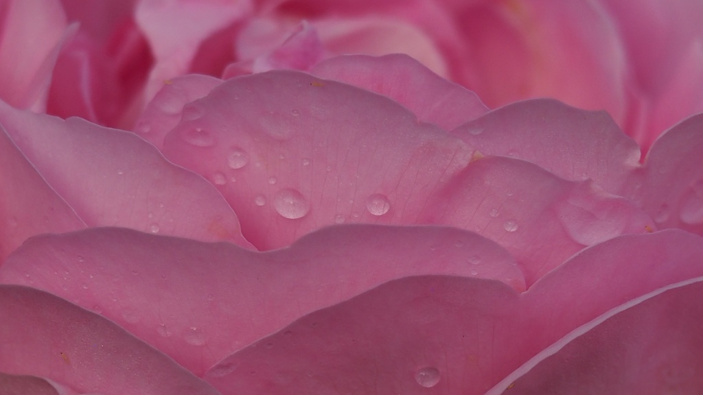 雨あがりに、ふんわり