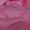 雨あがりに、ふんわり