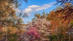桜、シラカバ、白い雲