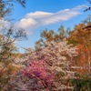 桜、シラカバ、白い雲
