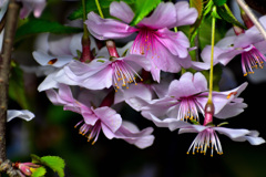 蝦夷山桜