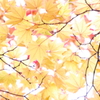 秋葉