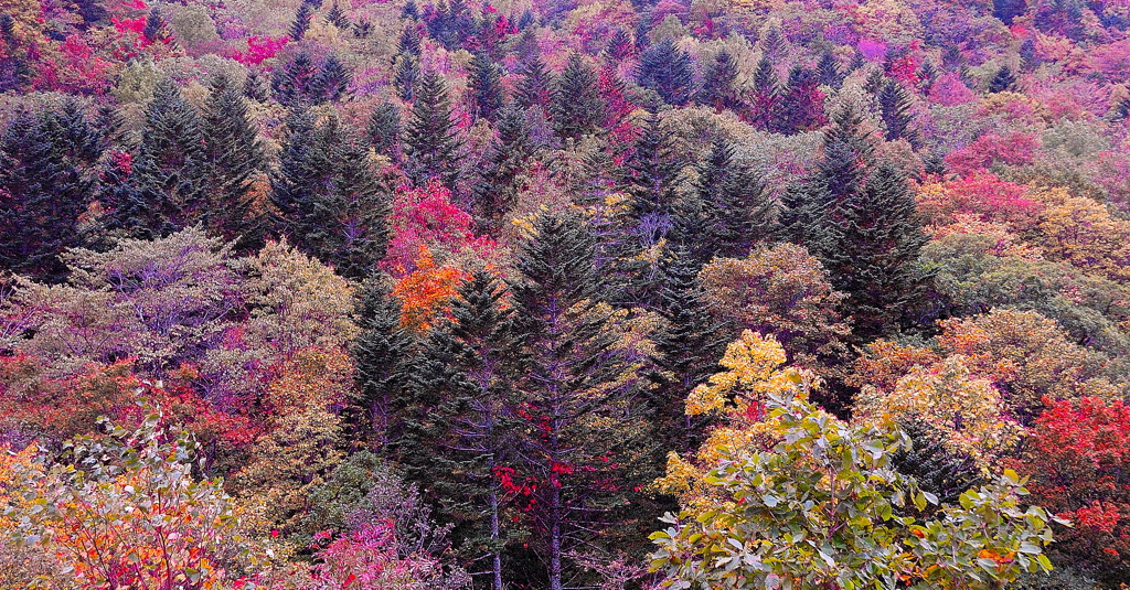 朝里峠　紅葉