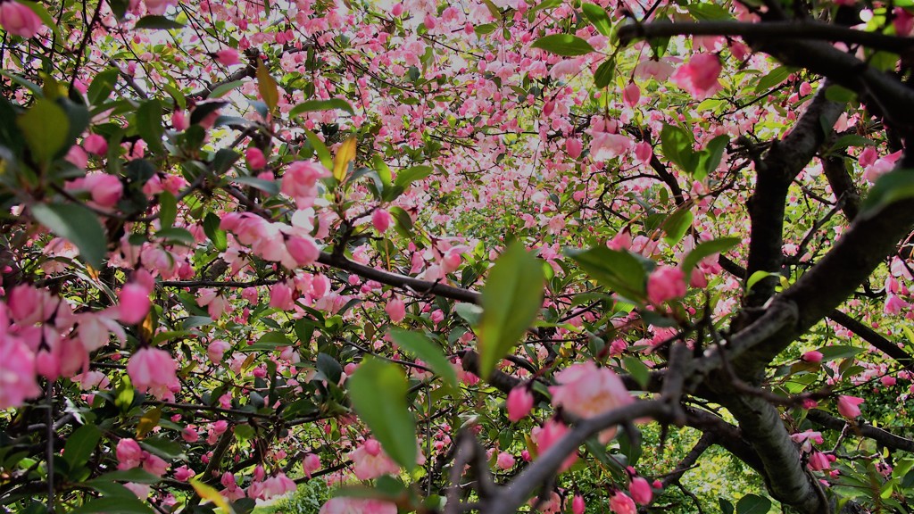 桜ピンクのシャワー